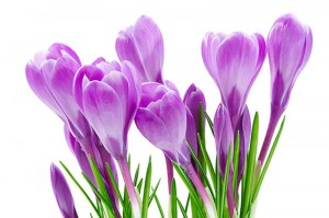 Fotooboi Cvety (111)